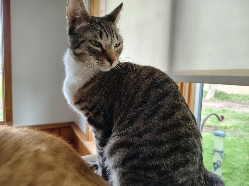 Skittles thumbnail 4