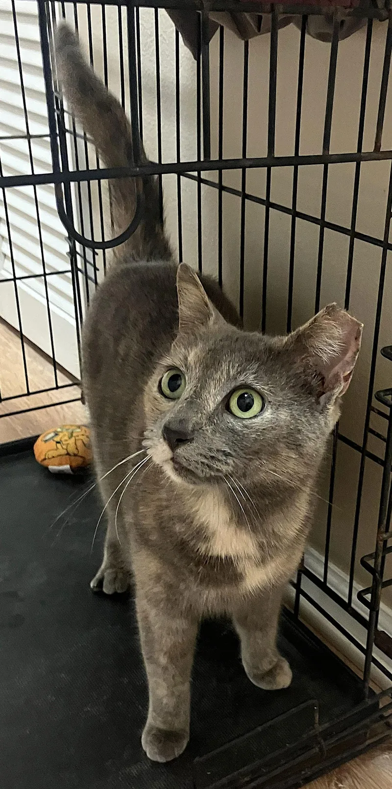 Snickers thumbnail 2