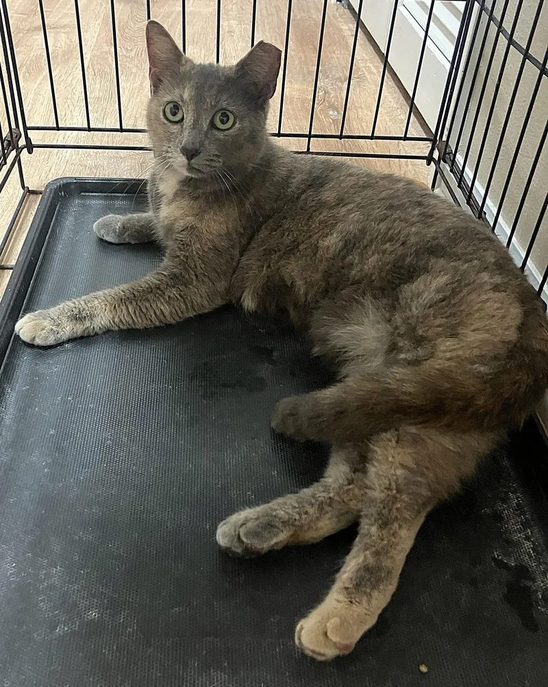 Snickers thumbnail 3