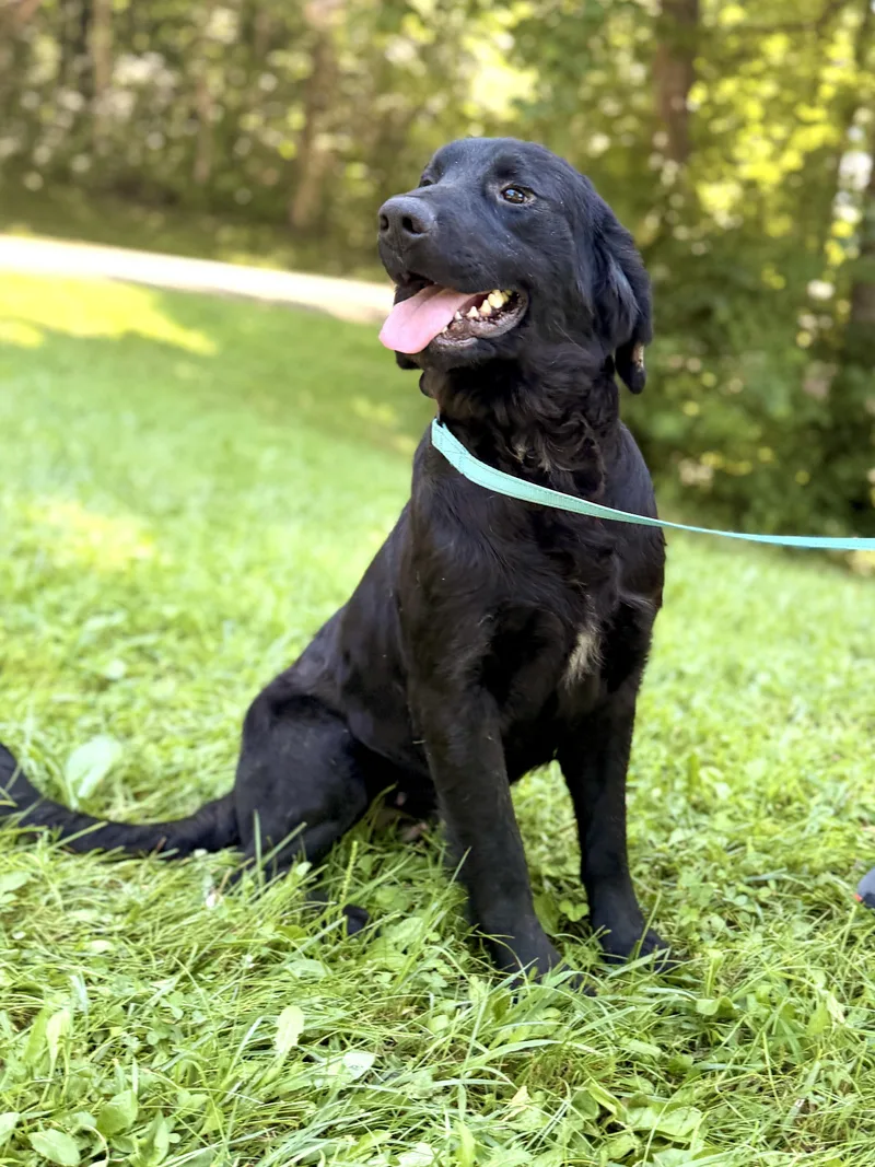 A young medium-sized female Black Collie dog named Kara for adoption in Gradyville, KY