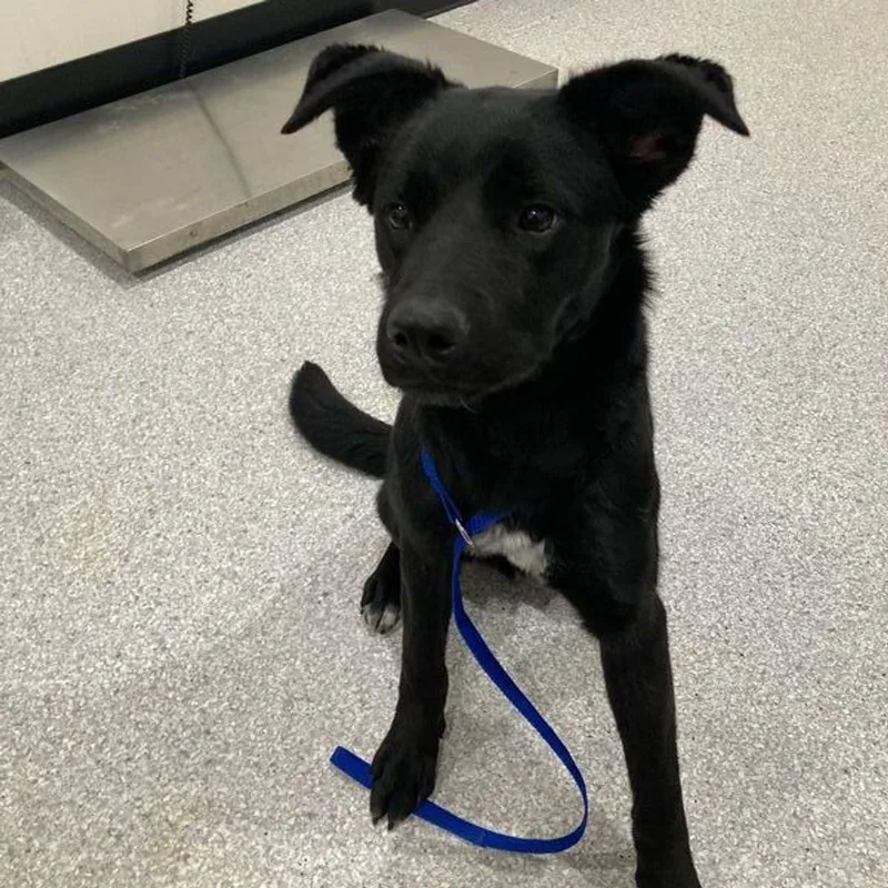 An adult medium-sized female Labrador Retriever dog named Chloe for adoption in Lake Havasu City, AZ