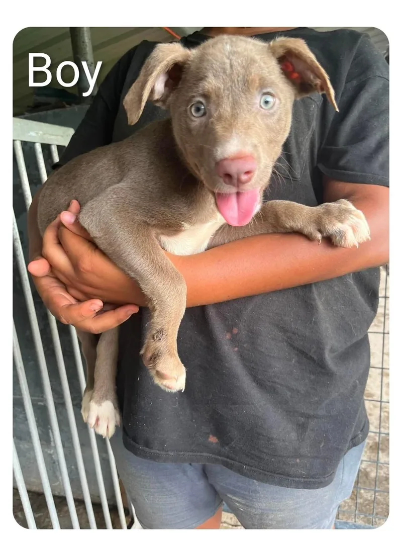 A young medium-sized male Labrador Retriever dog named Kiwi for adoption in Hampton, VA