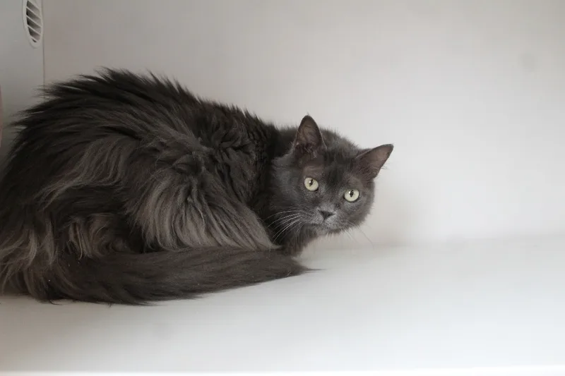 A senior large-sized female Gray / Blue / Silver Domestic Long Hair cat named Misty for adoption in Chestertown, MD
