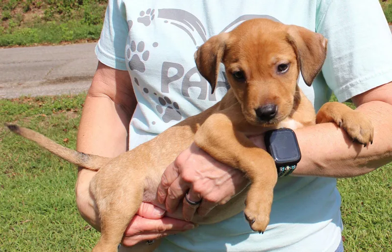 A baby medium-sized female Retriever dog named Maive for adoption in Prattville, AL