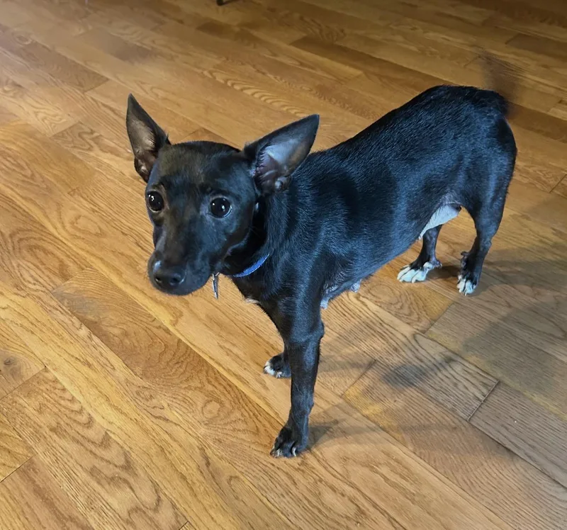 An adult small-sized female Black Chihuahua dog named Brook for adoption in Hamilton , NJ