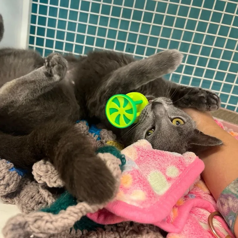 A young small-sized female Gray / Blue / Silver Domestic Short Hair cat named Vicky for adoption in Middle Village, NY