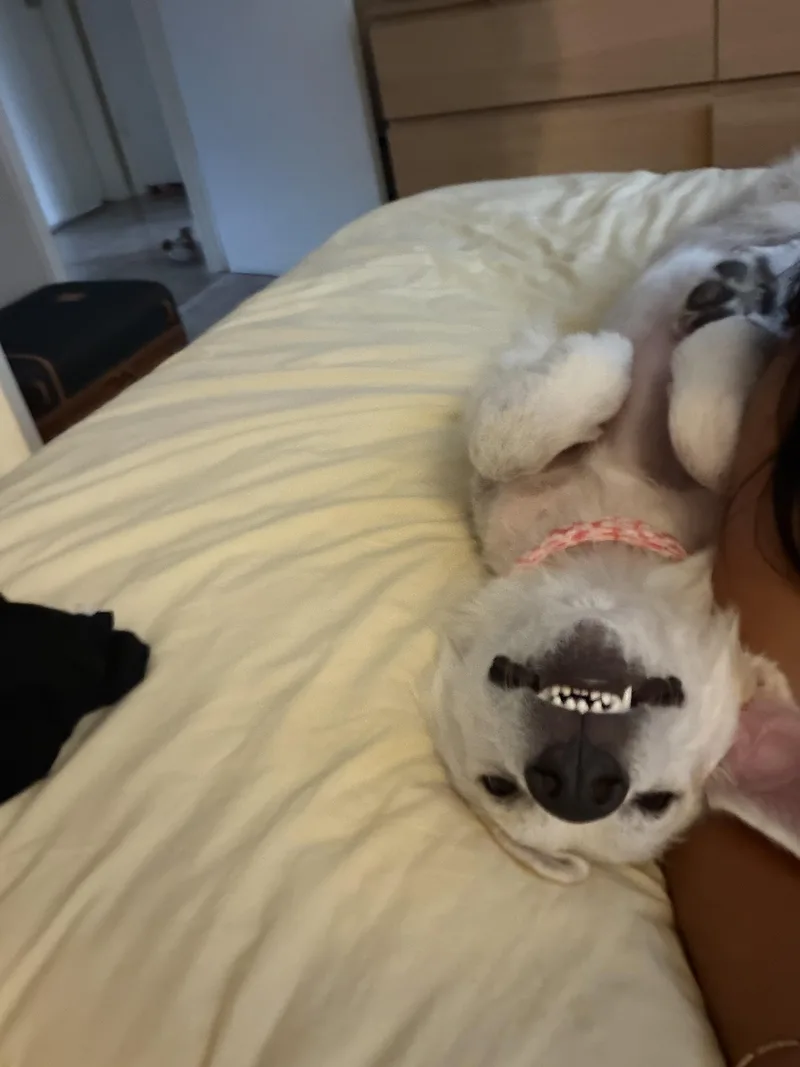 Hailey