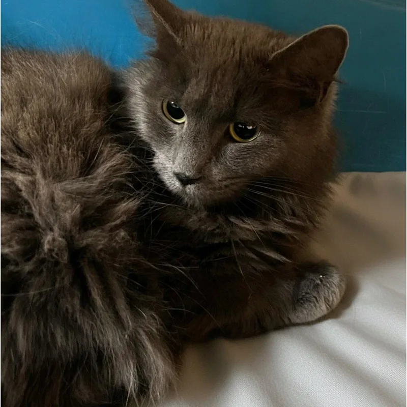 A young medium-sized female Gray / Blue / Silver Domestic Medium Hair cat named Casper for adoption in Blasdell, NY