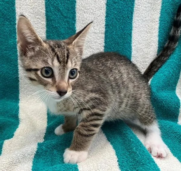 A baby small-sized male Domestic Short Hair cat named Ziggy for adoption in Staten Island, NY