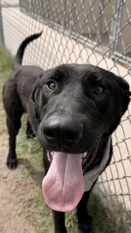 An adult large-sized male Labrador Retriever dog named Jazz for adoption in Balch Springs, TX