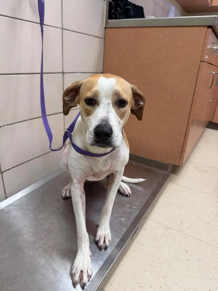 A young medium-sized female Cattle Dog dog named Maple for adoption in Bossier City, LA