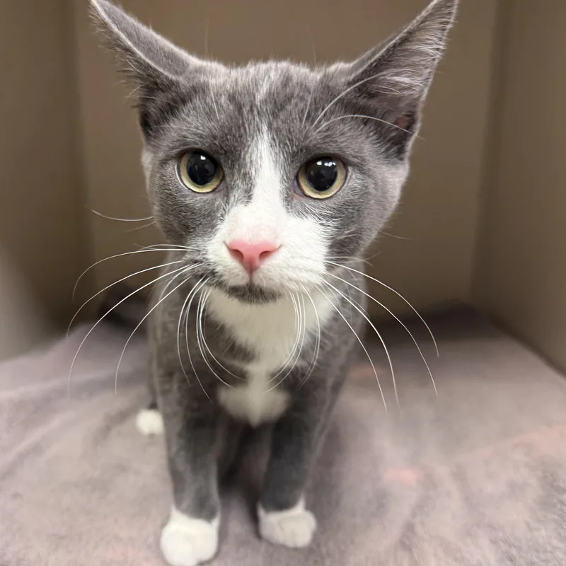 A young small-sized female Domestic Short Hair cat named Suva for adoption in Kearney, NE