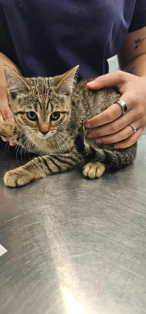 A baby small-sized male Domestic Short Hair cat named Harvey for adoption in Athens, TN