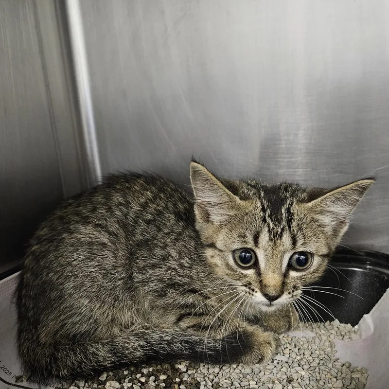 A baby small-sized female Brown / Chocolate Domestic Short Hair cat named Ruby for adoption in Columbia, MO