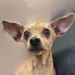 An adult medium-sized male Chihuahua dog named Bon for adoption in Brenham, TX
