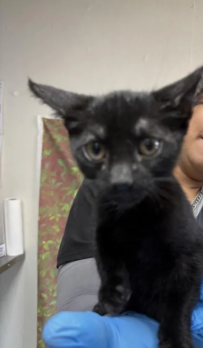 A young small-sized male Domestic Short Hair cat named Shake for adoption in San Antonio, TX