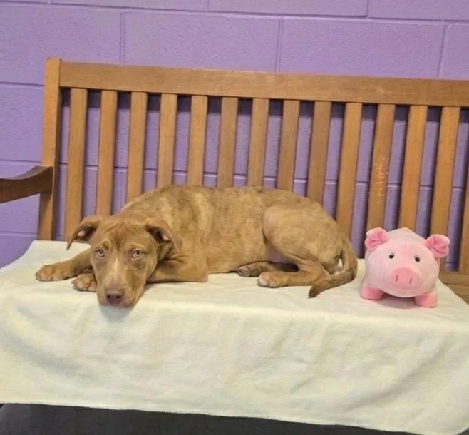 A baby medium-sized female Labrador Retriever dog named Peaches for adoption in North Prairie, WI