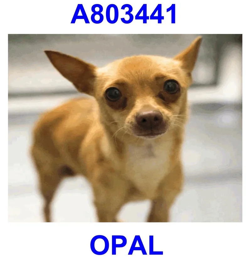 A young small-sized female Chihuahua dog named Opal for adoption in Boston, MA