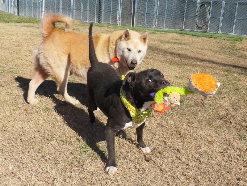 Ruby Sue  Cb thumbnail 4