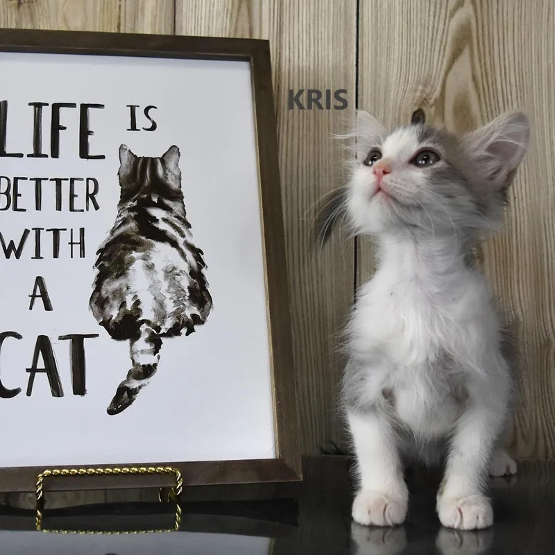A baby small-sized male Gray / Blue / Silver Domestic Short Hair cat named Kris for adoption in Yuma, AZ