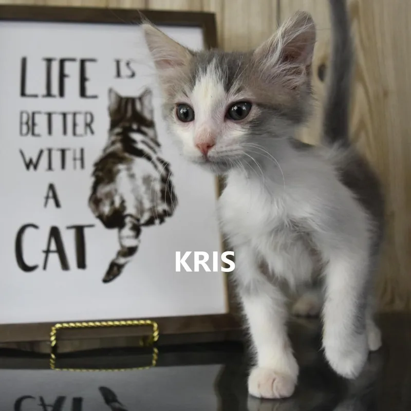 Kris thumbnail 2