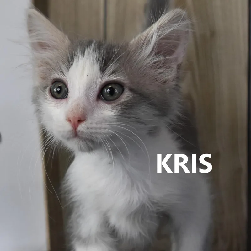 Kris thumbnail 3