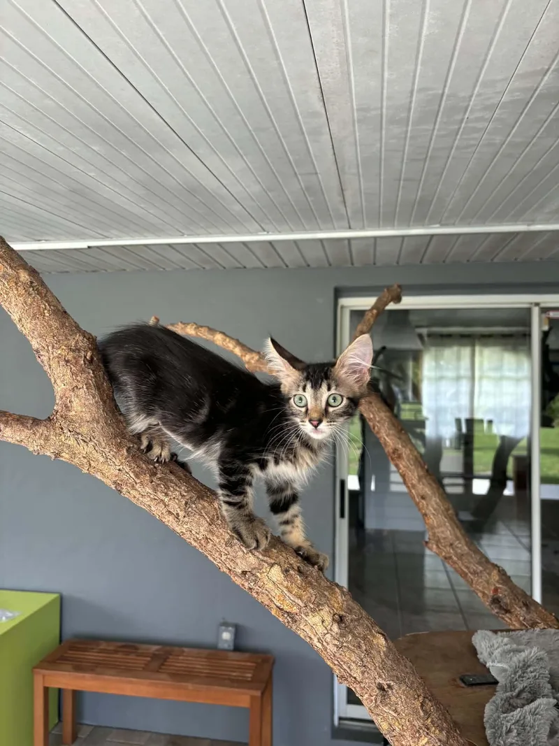 A baby small-sized female Tabby (Brown / Chocolate) Domestic Medium Hair cat named Eevee for adoption in Myakka City, FL
