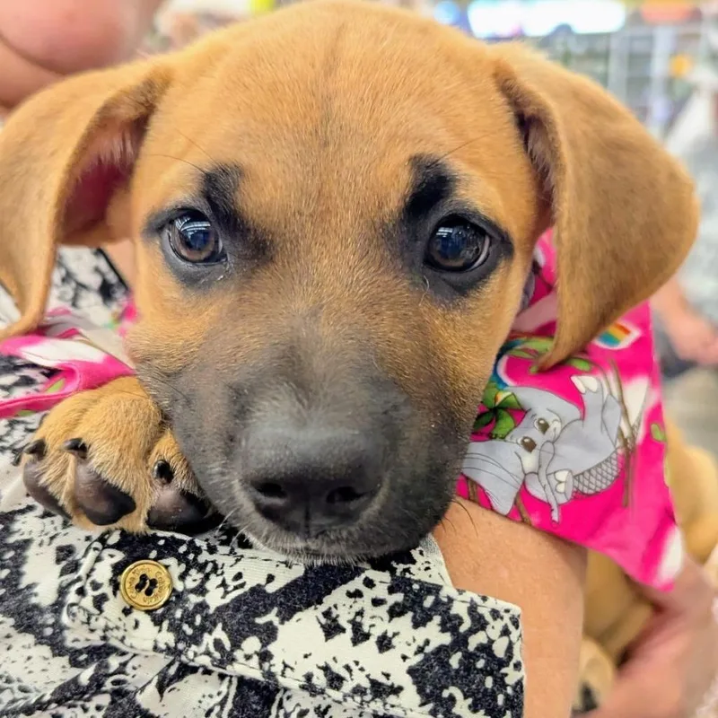 Blueberry  Sponsored By