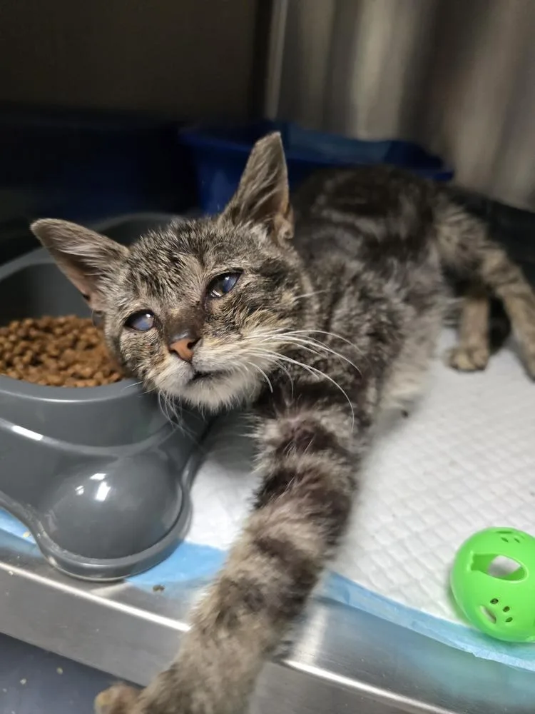 An adult small-sized female Domestic Short Hair cat named Squints for adoption in Evansville, IN