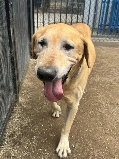 An adult extra large-sized male Labrador Retriever dog named Waffles for adoption in Riverside, CA