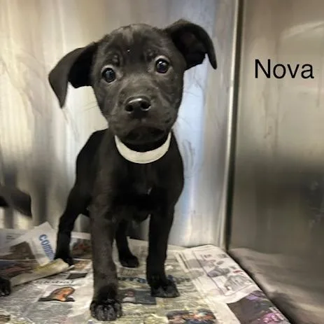 A baby small-sized female Boxer dog named Nova for adoption in Knoxville, TN