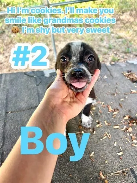 A baby small-sized male Labrador Retriever dog named Cookies for adoption in Conroe, TX
