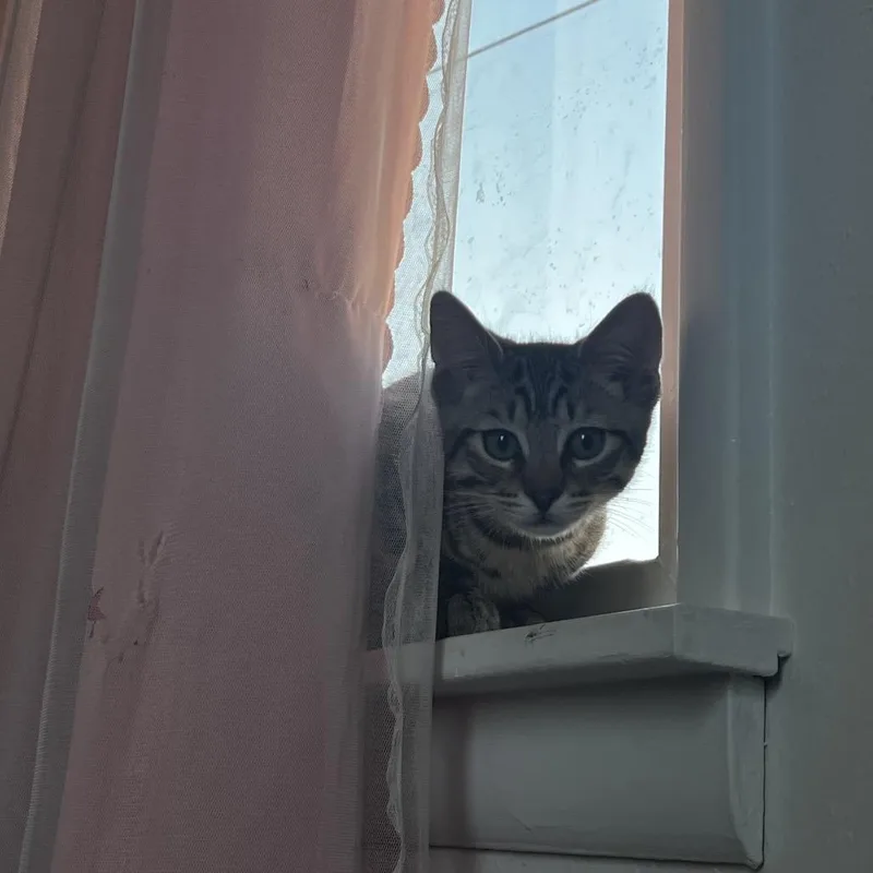 A baby small-sized male Domestic Short Hair cat named Eclipse for adoption in Spokane, WA