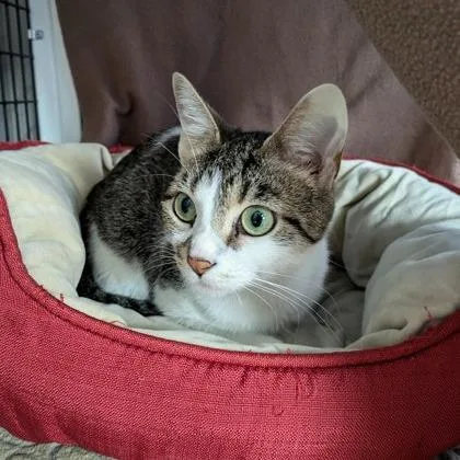 An adult medium-sized female Brown / Chocolate Domestic Short Hair cat named Salsa Verde for adoption in Chicago, IL