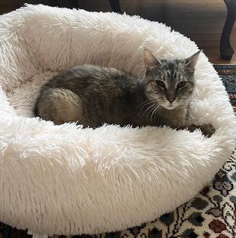 An adult medium-sized female Domestic Short Hair cat named Honey for adoption in Rockaway, NJ