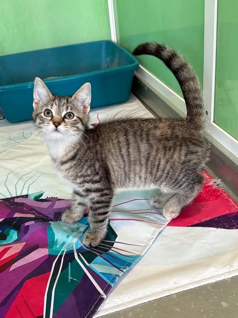 A young medium-sized female Tabby (Gray / Blue / Silver) American Shorthair cat named Sereena for adoption in Barboursville, WV