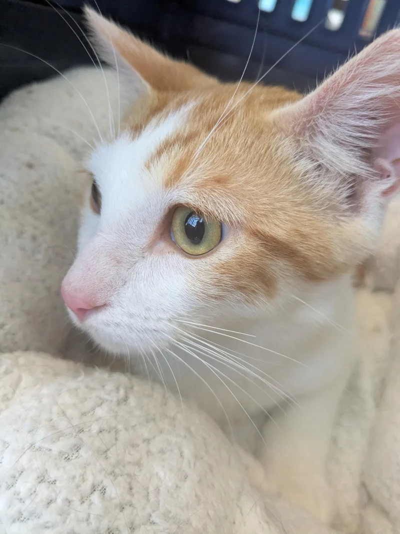 A baby medium-sized male Orange & White Domestic Short Hair cat named Rusty for adoption in Westminster, CA