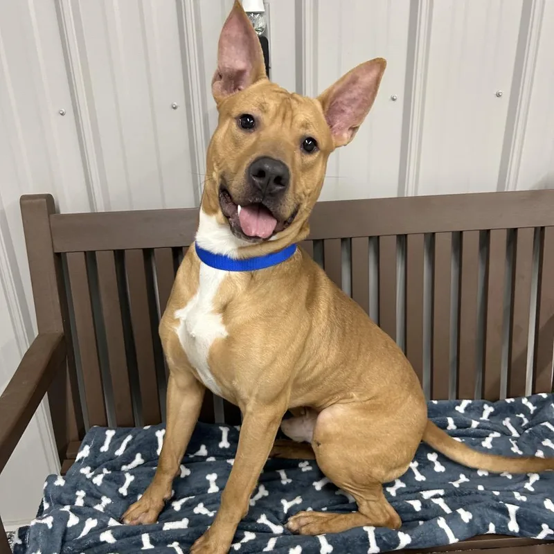 Ears