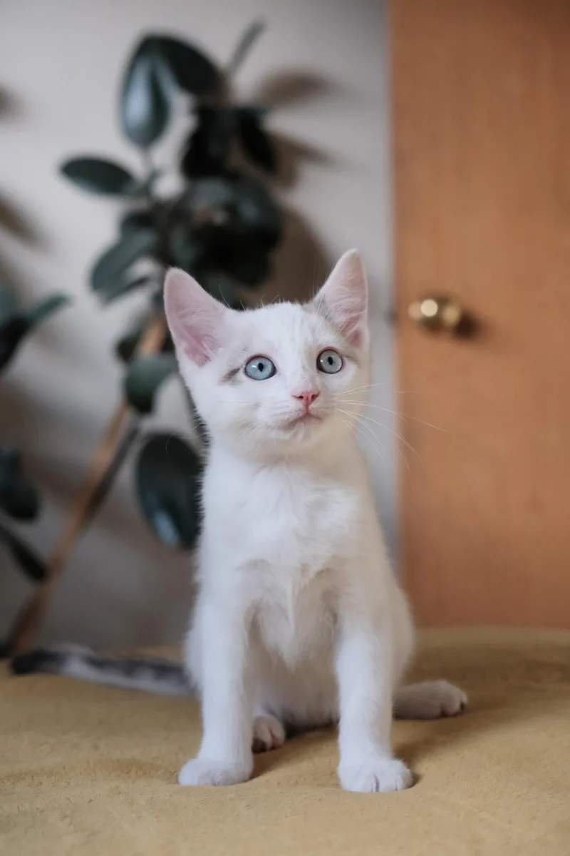 A baby small-sized female Buff / Tan / Fawn Domestic Short Hair cat named Hanna for adoption in Oakland, CA