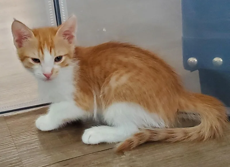 A baby small-sized male American Shorthair cat named Mandarin for adoption in Carlsbad, CA