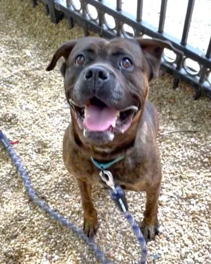 An adult large-sized female Mastiff dog named Chi Chi for adoption in Washington, DC