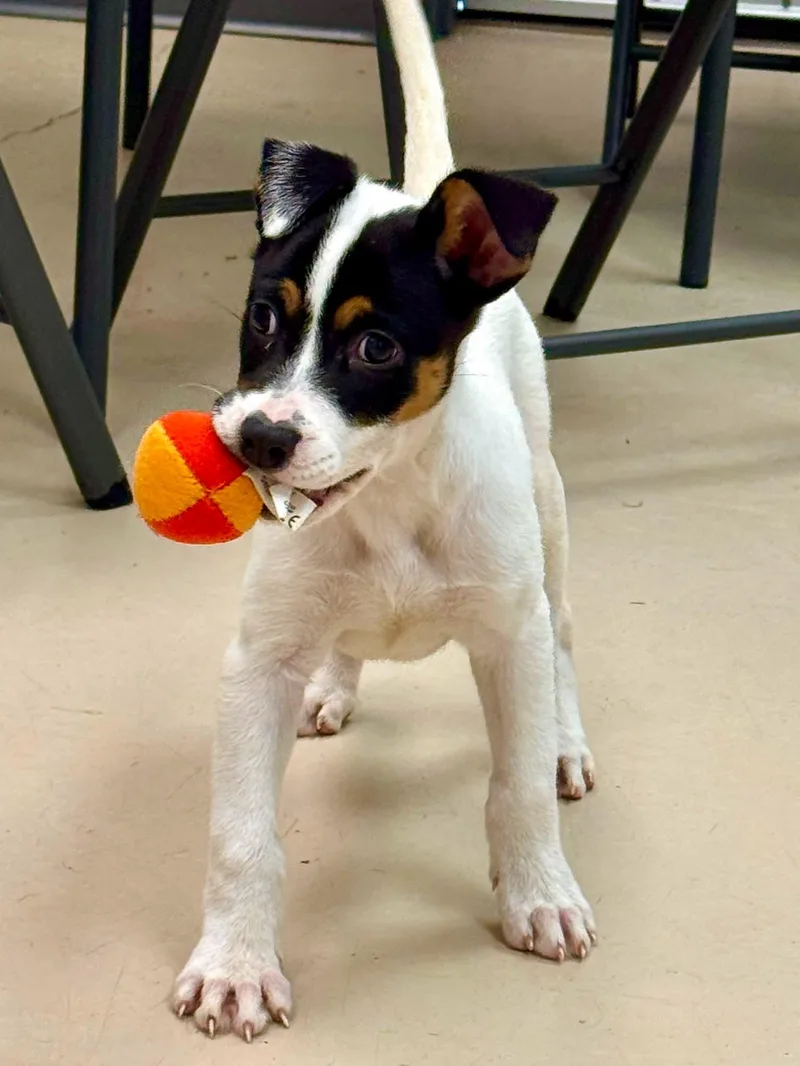 A baby medium-sized male Tricolor (Brown, Black, & White) Mixed Breed dog named Brody for adoption in Sumter, SC