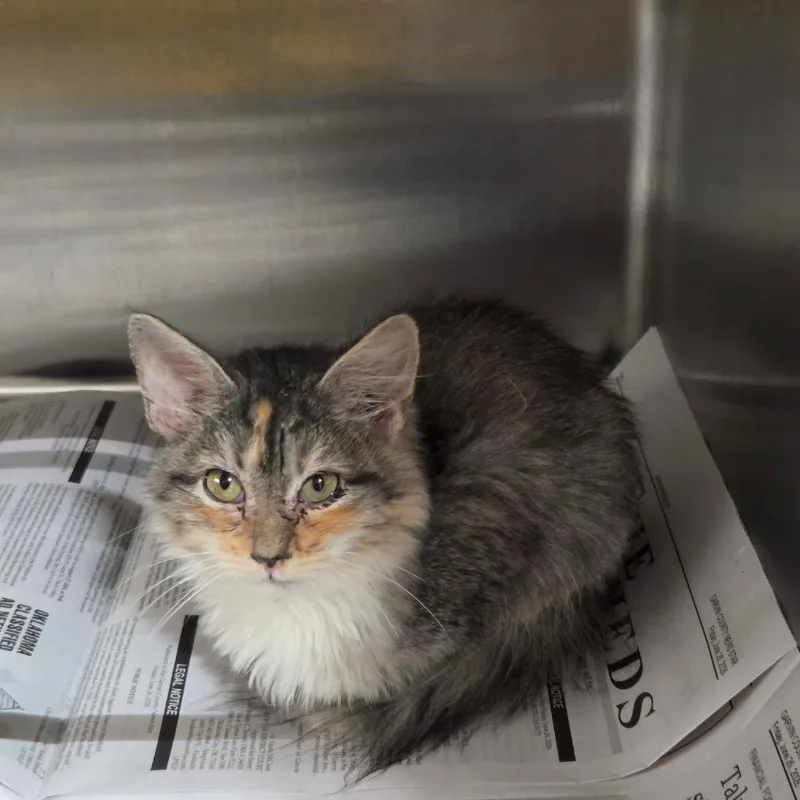 A baby small-sized female Domestic Long Hair cat named Valeria for adoption in Pauls Valley, OK