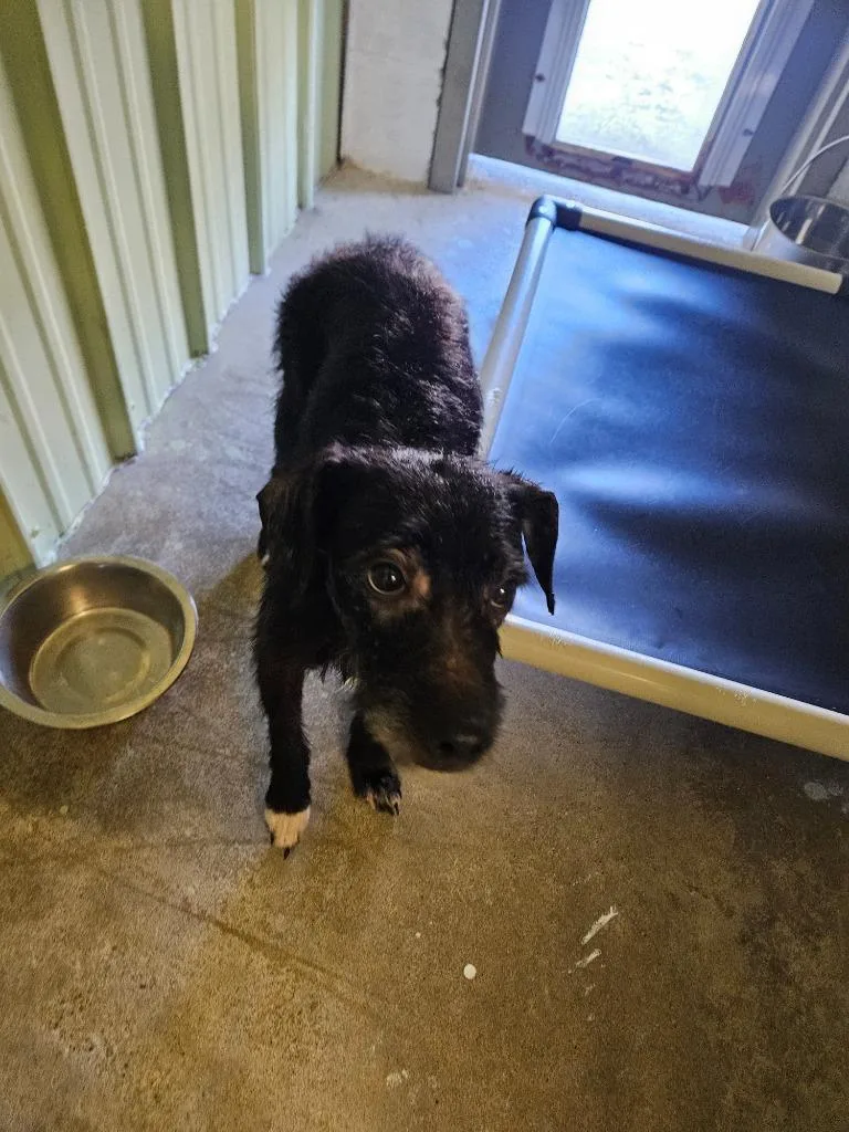 An adult medium-sized female Mixed Breed dog named Jenabell for adoption in Morgantown, KY