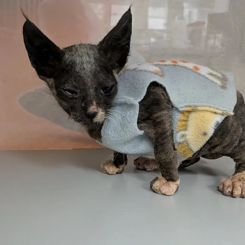 A baby small-sized female Domestic Short Hair cat named Ocean Potion for adoption in Reno, NV