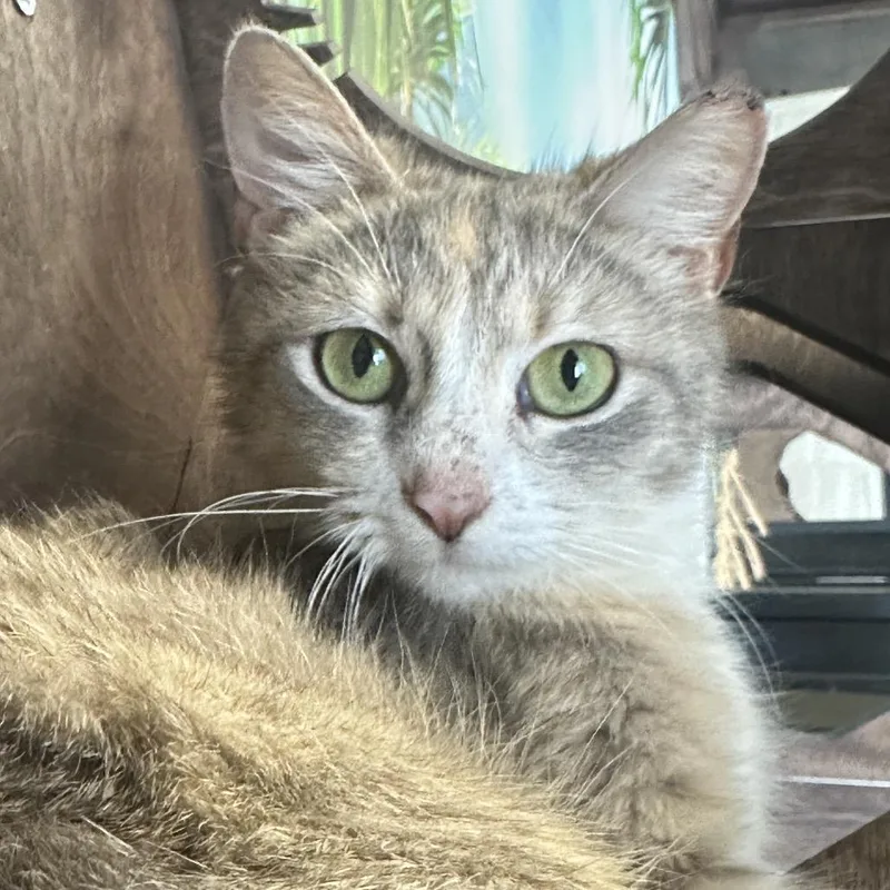 Ms. Frankie