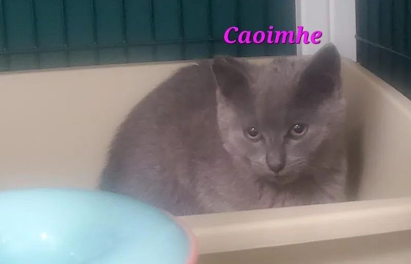 A young medium-sized female Domestic Short Hair cat named Caoimhe for adoption in Diamond Springs, CA