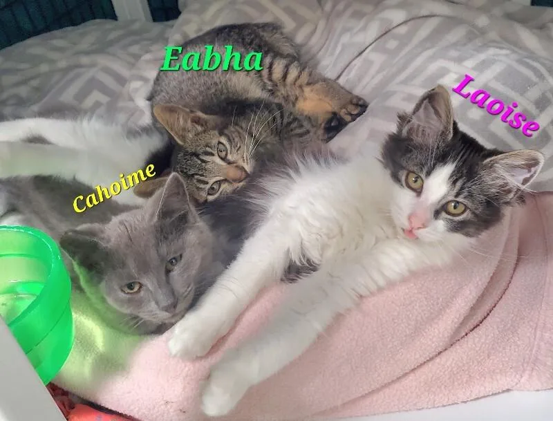 Caoimhe thumbnail 2