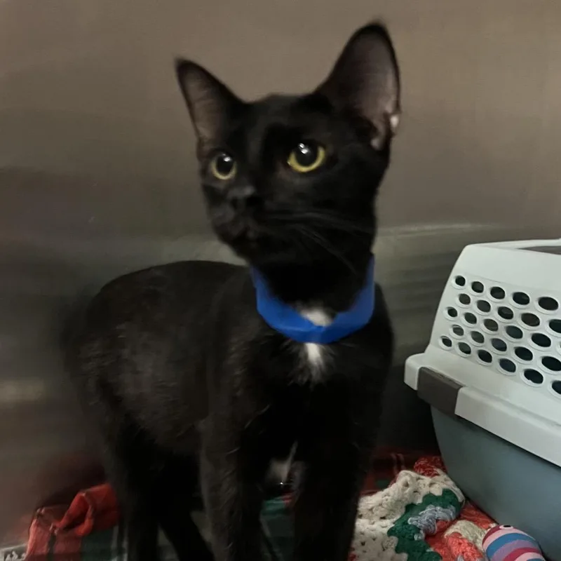 A young medium-sized male Domestic Short Hair cat named Duffy for adoption in Fairport, NY