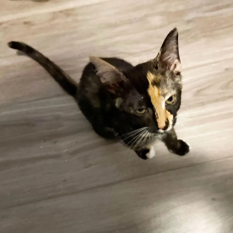 A baby medium-sized female Domestic Short Hair cat named Everglow for adoption in Youngsville, NC